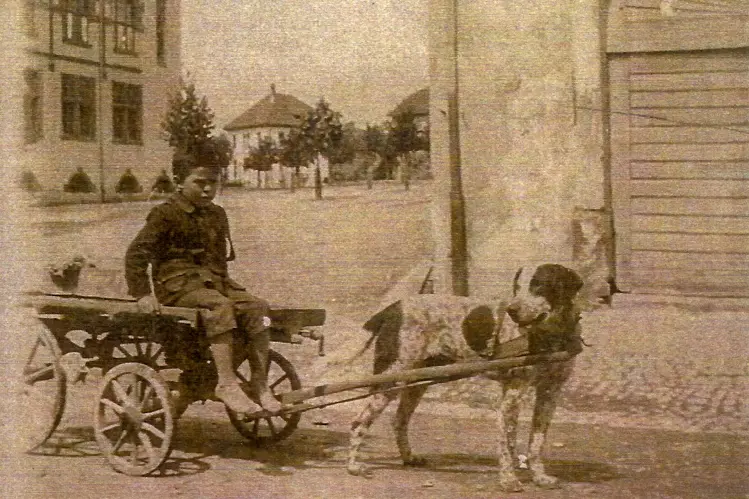 Egidius-Wagner-auf-Hundegespann